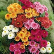 Heirloom Chrysanthemum Seeds