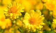 Chrysanthemum Indicum Seeds