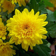 Chrysanthemum Indicum Seeds