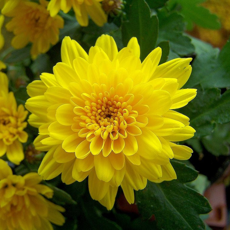 Chrysanthemum Indicum Seeds