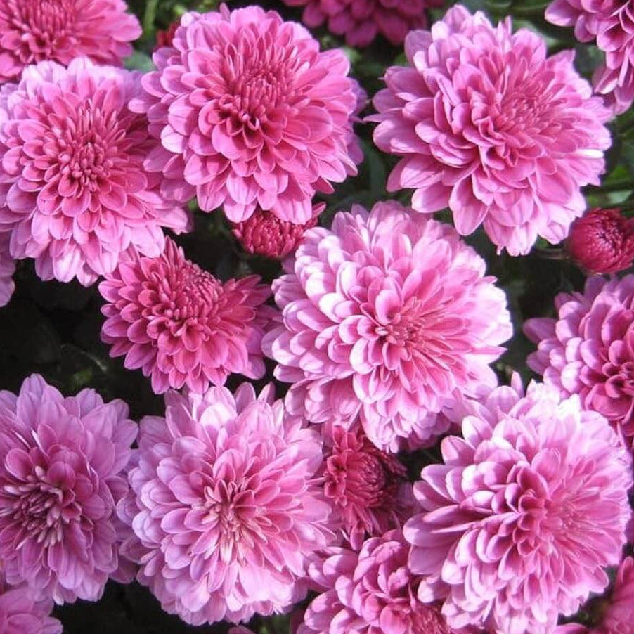 Wildflower Chrysanthemum Seeds Light Pink Green Seeds