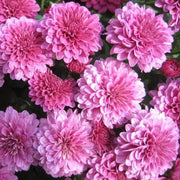 Wildflower Chrysanthemum Seeds Light Pink Green Seeds