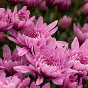 Wildflower Chrysanthemum Seeds Light Pink Green Seeds
