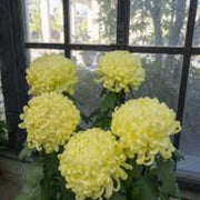 Wildflower Chrysanthemum Seeds Light Yellow Seeds