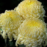 Wildflower Chrysanthemum Seeds Light Yellow Seeds