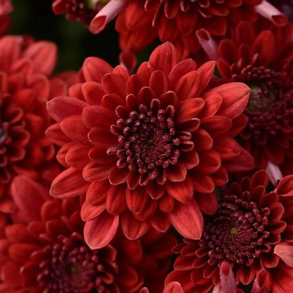 Maroon Red Seeds, Wildflower Chrysanthemum