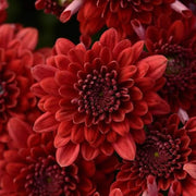 Maroon Red Seeds, Wildflower Chrysanthemum