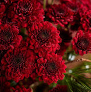 Maroon Red Seeds, Wildflower Chrysanthemum