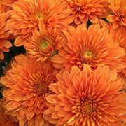 Orange Wildflower Chrysanthemum Seeds