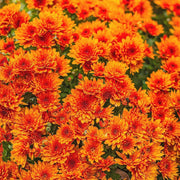 Orange Wildflower Chrysanthemum Seeds