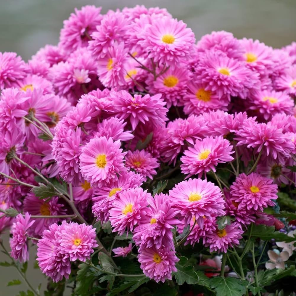 Chrysanthemum Seeds - for Home Gardens Seeds