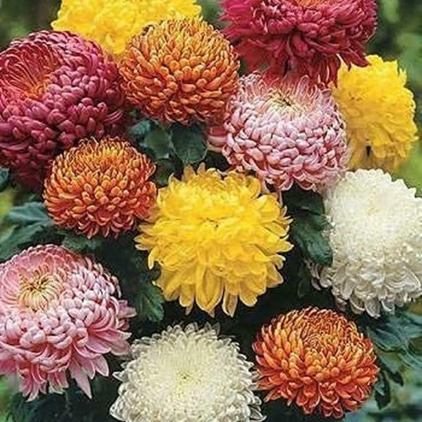 Colorful Chrysanthemum Seeds