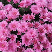 Chrysanthemum Seeds - for Home Gardens Seeds