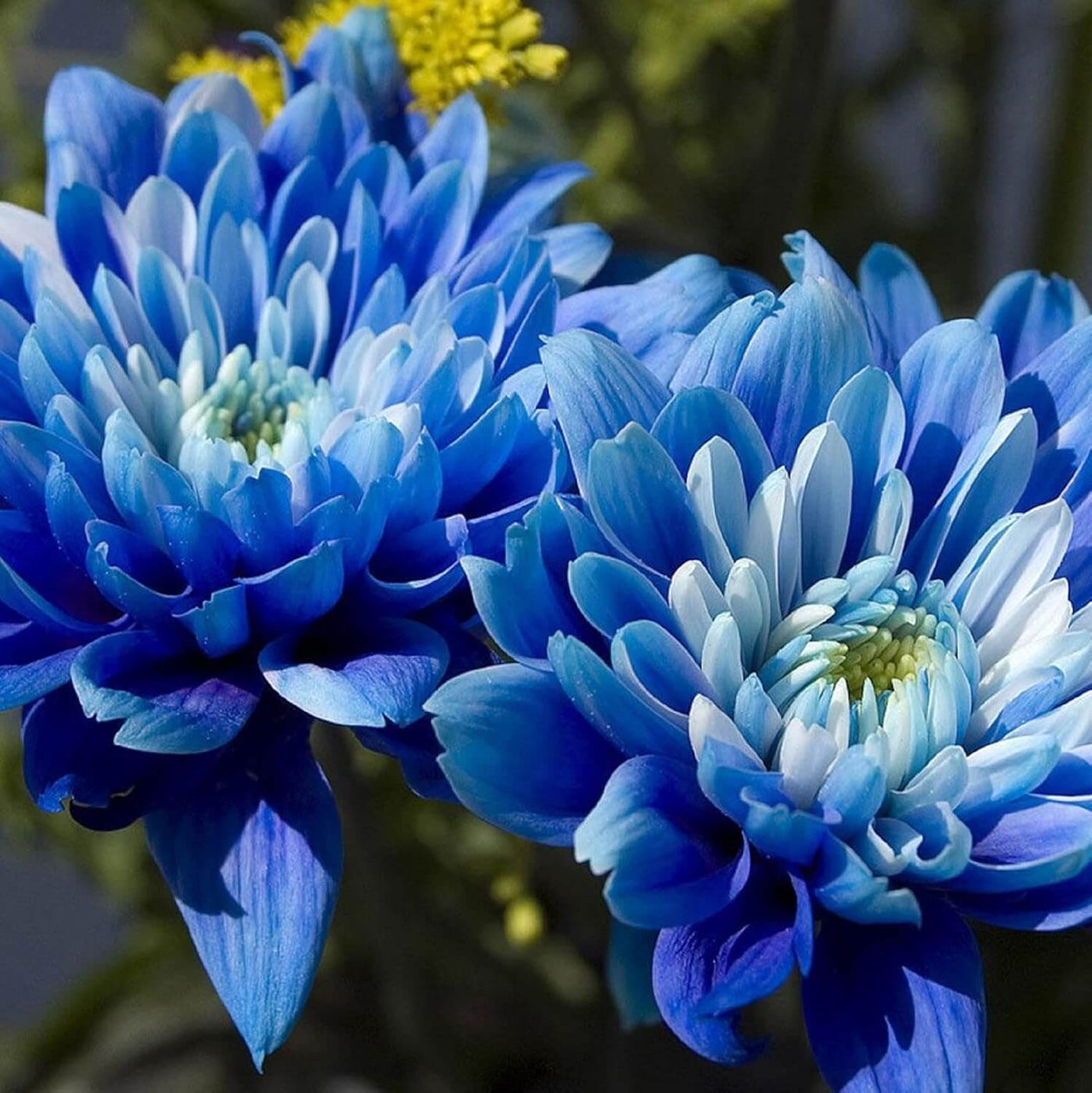 Blue Chrysanthemum Seeds