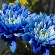 Blue Chrysanthemum Seeds