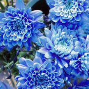 Blue Chrysanthemum Seeds