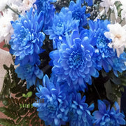 Blue Chrysanthemum Seeds