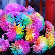 Colorful and Diverse Chrysanthemum Seeds