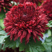 Dark Red Chrysanthemum Seeds