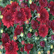 Dark Red Chrysanthemum Seeds
