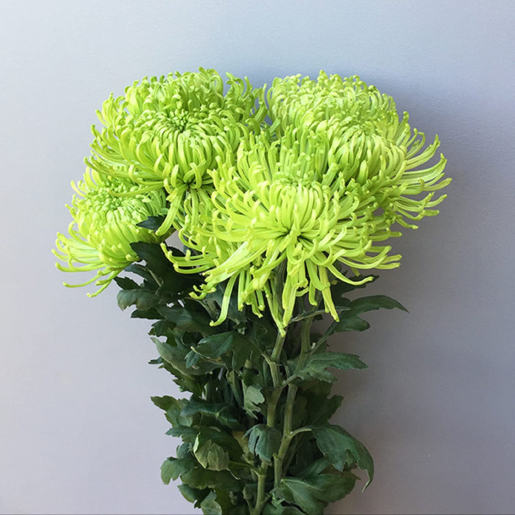 Green Spider Chrysanthemum Seeds