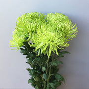 Green Spider Chrysanthemum Seeds