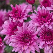 Wildflower Chrysanthemum Seeds Light Pink Green Seeds