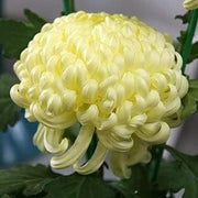 Wildflower Chrysanthemum Seeds Light Yellow Seeds