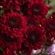 Maroon Red Seeds, Wildflower Chrysanthemum
