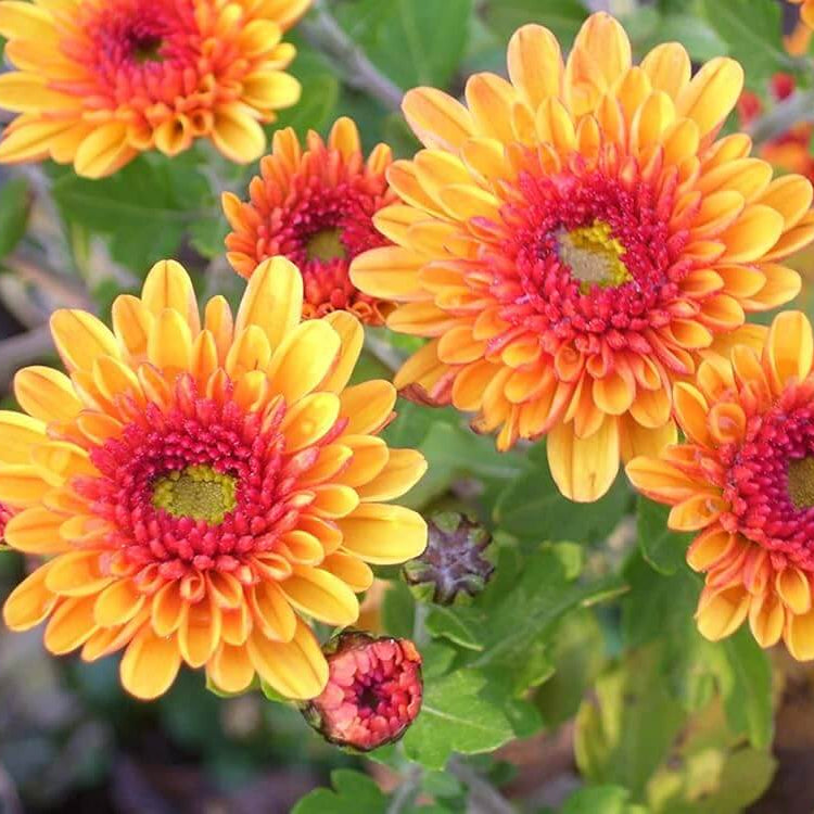 Orange Wildflower Chrysanthemum Seeds