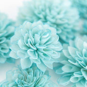 Sky Blue White Seeds, Wildflower Chrysanthemum