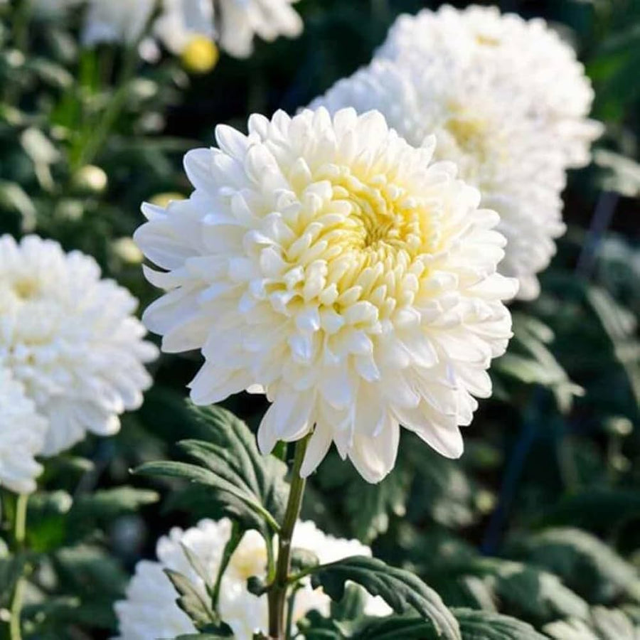 White Chrysanthemum Seeds