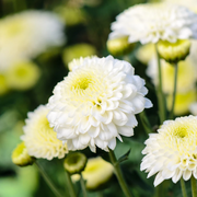 White Chrysanthemum Seeds