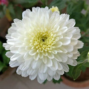 White Chrysanthemum Seeds