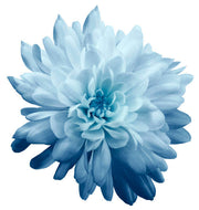 Sky Blue White Seeds, Wildflower Chrysanthemum