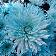 Sky Blue White Seeds, Wildflower Chrysanthemum