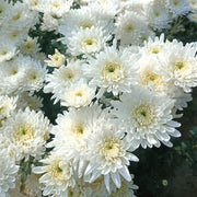 White Chrysanthemum Seeds