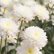 White Chrysanthemum Seeds