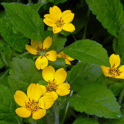 Chrysogonum Virginianum Seeds - Flower Plant