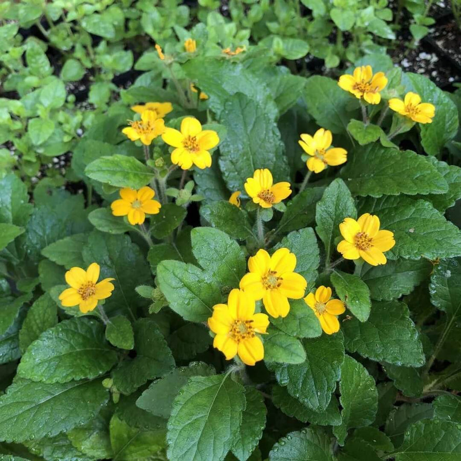 Chrysogonum Virginianum Seeds - Flower Plant