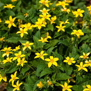 Chrysogonum Virginianum Seeds - Flower Plant