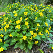 Chrysogonum Virginianum Seeds - Flower Plant