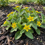 Chrysogonum Virginianum Seeds - Flower Plant