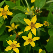 Chrysogonum Virginianum Seeds - Flower Plant