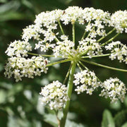 Cicuta Maculata Seeds - Herbal Seeds