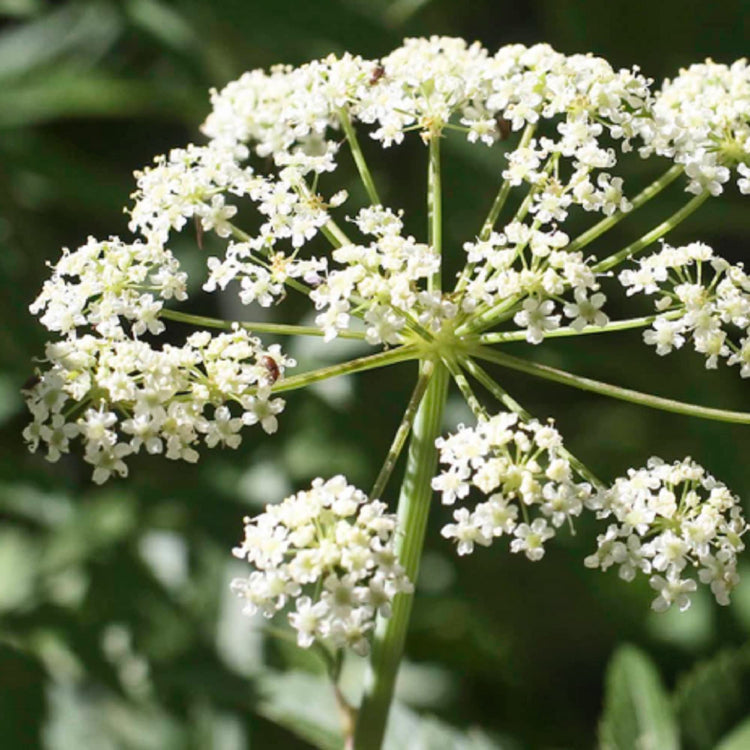 Cicuta Maculata Seeds - Herbal Seeds