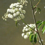 Cicuta Maculata Seeds - Herbal Seeds