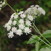 Cicuta Maculata Seeds - Herbal Seeds