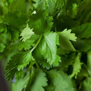 Organic Dwarf Lemon Cilantro Seeds, Herbal