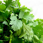 Cilantro Coriander Seeds - Herbal Seeds